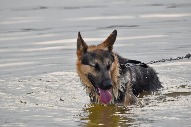 Why Do German Shepherds Hate Bathing? Understanding Your Dog’s Aquaphobia