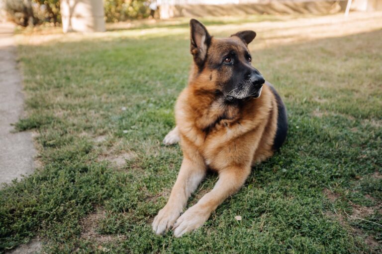Top 10 Commands to Teach Your German Shepherd