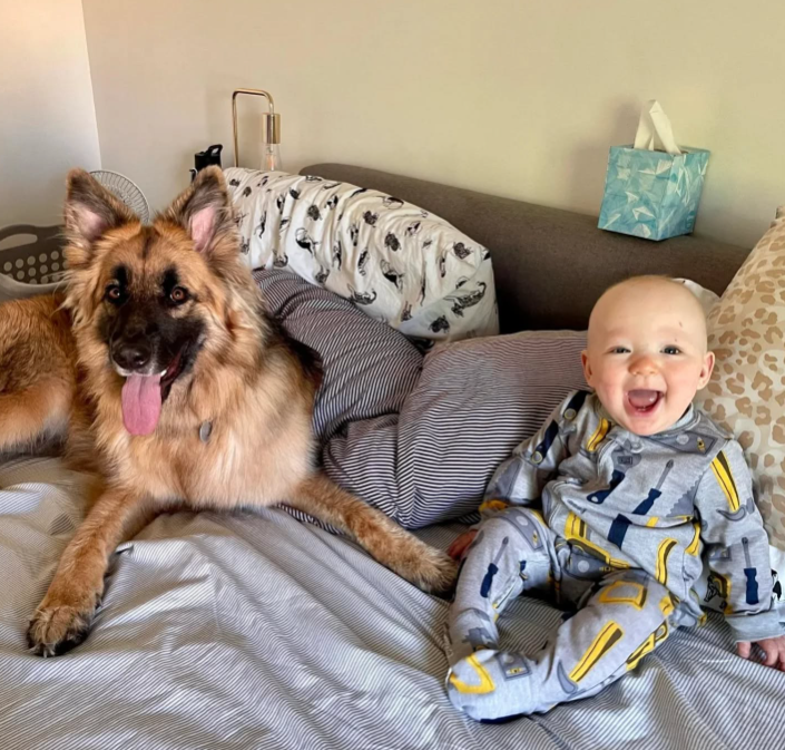 How To Introduce a Newborn to Your German Shepherd: My Complete Journey