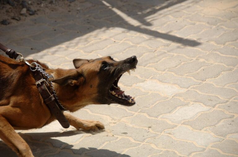 German Shepherd Attacks Me – What Should I Do?