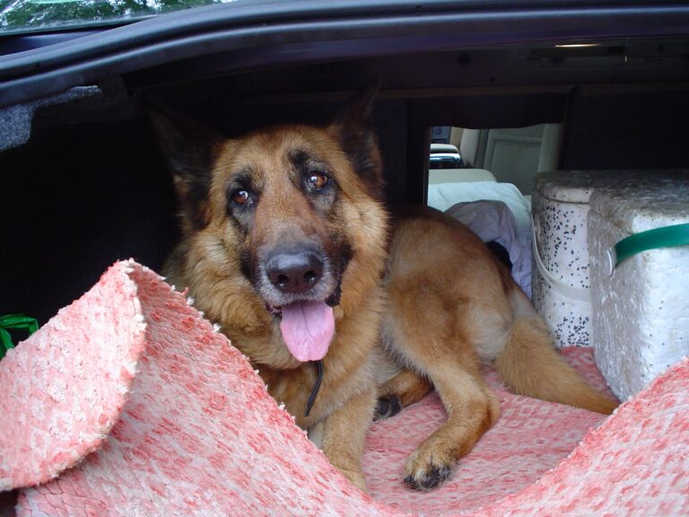 Traveling With a German Shepherd in the Car