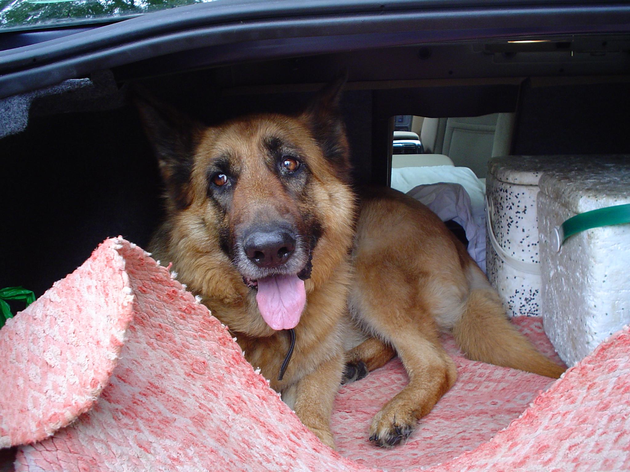 Traveling With a German Shepherd in the Car