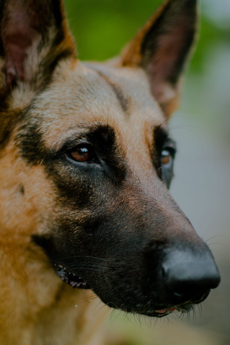 German Shepherd Guarding Owner Behavior Explained (From Someone Who Lives It Every Day)