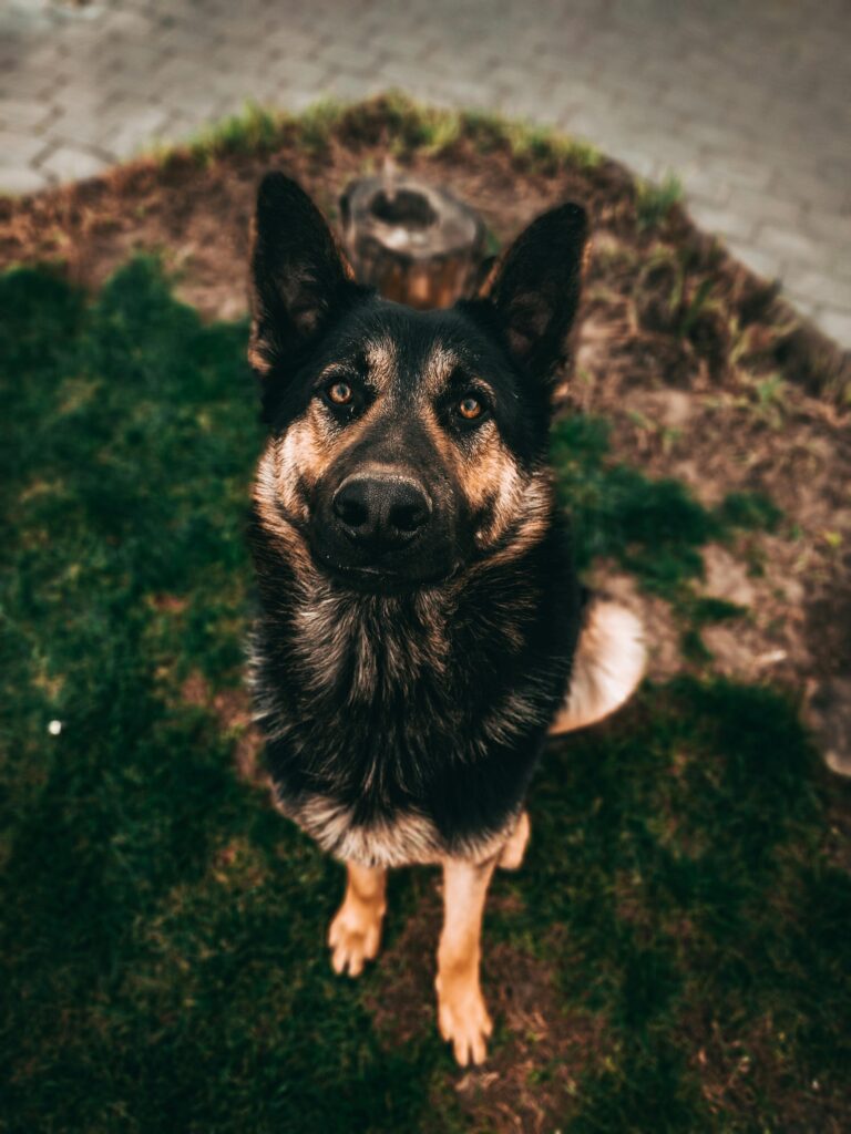 How to Stop a German Shepherd from Biting During Play — Before It Becomes a Real Problem