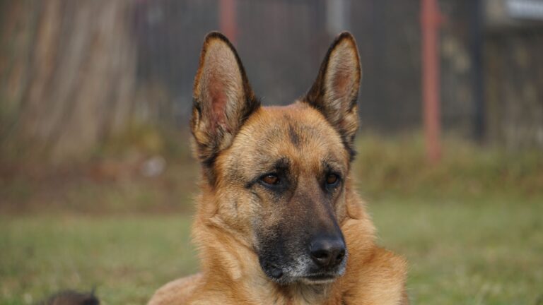 German Shepherd Barking at Visitors Through Windows (What I Learned After Six Embarrassing Months)