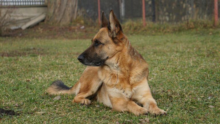 Why Does My German Shepherd Growl When Playing? (I Panicked. I Shouldn’t Have.)