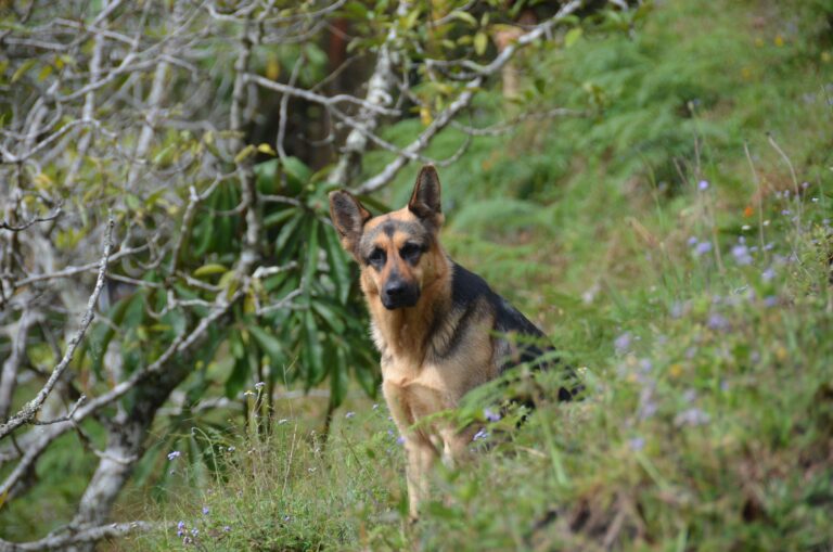 How to Stop a German Shepherd from Chasing Cats (From Someone Who Almost Lost a Cat Finding Out)