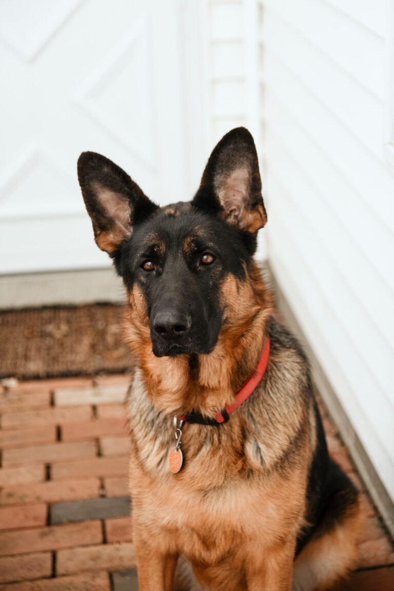 How to Stop a German Shepherd from Pulling on the Leash (The Honest Version)