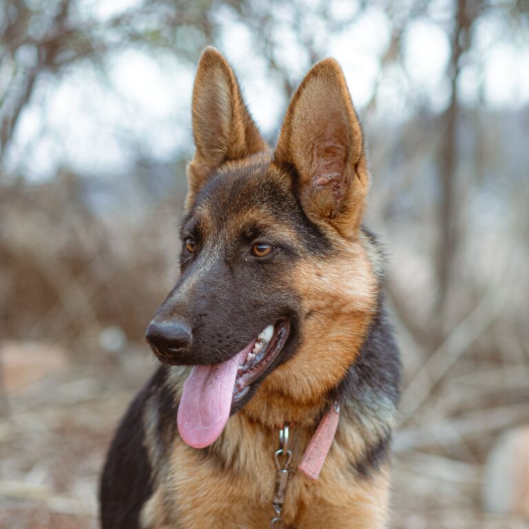 Why Does My German Shepherd Paw at Me Constantly? (I Finally Figured It Out)