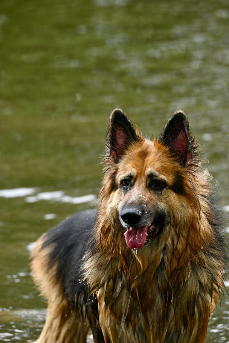 German Shepherd Obsessed with One Family Member? Here’s the Truth Nobody Tells You