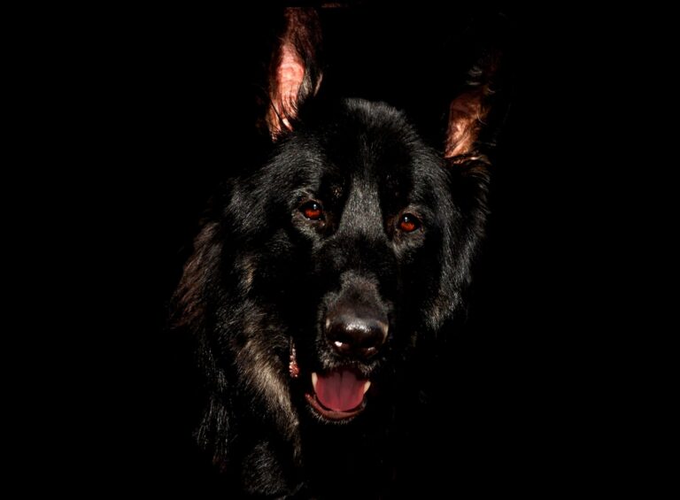 Why Does My German Shepherd Pace Around the House? (The Answer Took Me Too Long to Find)