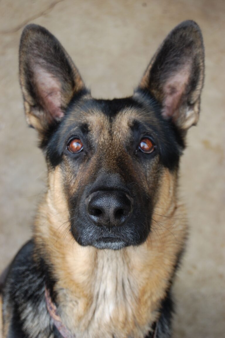 German Shepherd Suddenly Afraid of Noises? Here’s What’s Really Going On